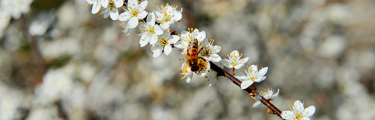 _DSC0374 Primavera-2 copia.jpg